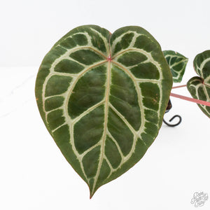 Anthurium Crystal Red '12' x Zara '14' by DocBlock® (wk21-L)