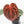 Anthurium Crystal Red '12' x Zara '14' by DocBlock® (wk21-L)