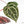 Anthurium Crystal Red '12' x Zara '14' by DocBlock® (wk21-L)