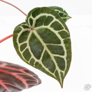 Anthurium Crystal Red '12' x Zara '14' by DocBlock® (wk21-L)