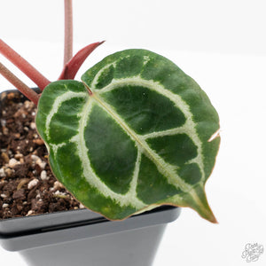 Anthurium Crystal Red '12' x Zara '14' by DocBlock® (wk21-L)