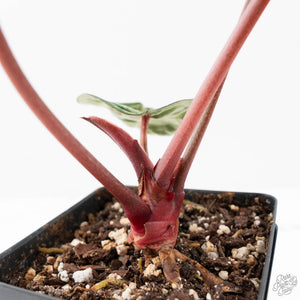 Anthurium Crystal Red '12' x Zara '14' by DocBlock® (wk21-L)