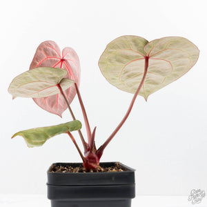 Anthurium Crystal Red '12' x Zara '14' by DocBlock® (wk21-L)