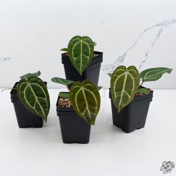 Anthurium Brown Derby '39' x Brown Derby '39' by DocBlock® *Grower's Choice*