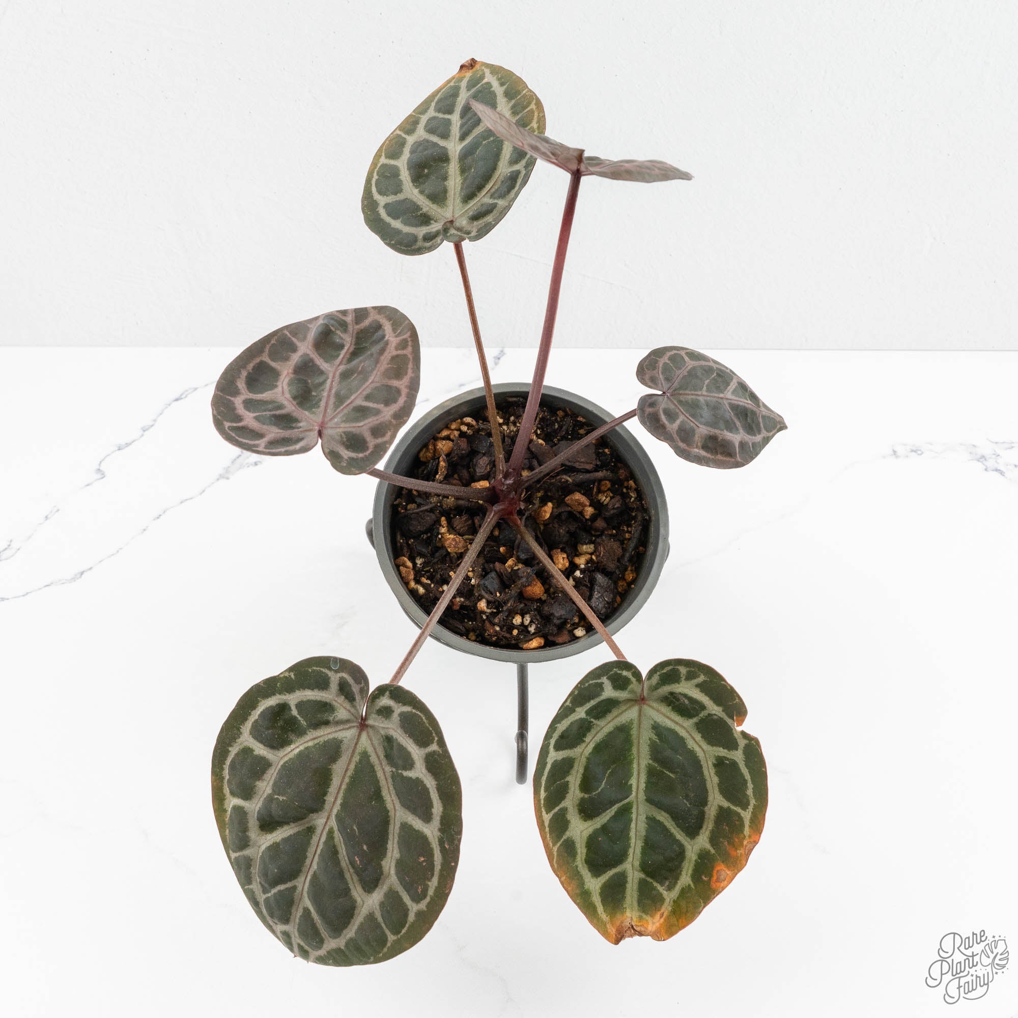 Anthurium Zara '31' x Tortoise Shell Grey '36' by DocBlock® (wk15
