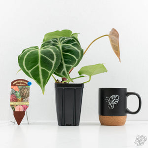 Anthurium Briëlle '16' x Black Widow '13' by DocBlock®  (wk16-Z)