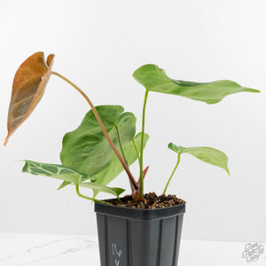 Anthurium Briëlle '16' x Black Widow '13' by DocBlock®  (wk16-Z)