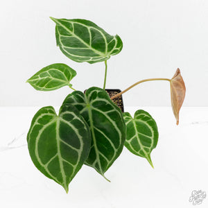 Anthurium Briëlle '16' x Black Widow '13' by DocBlock®  (wk16-Z)