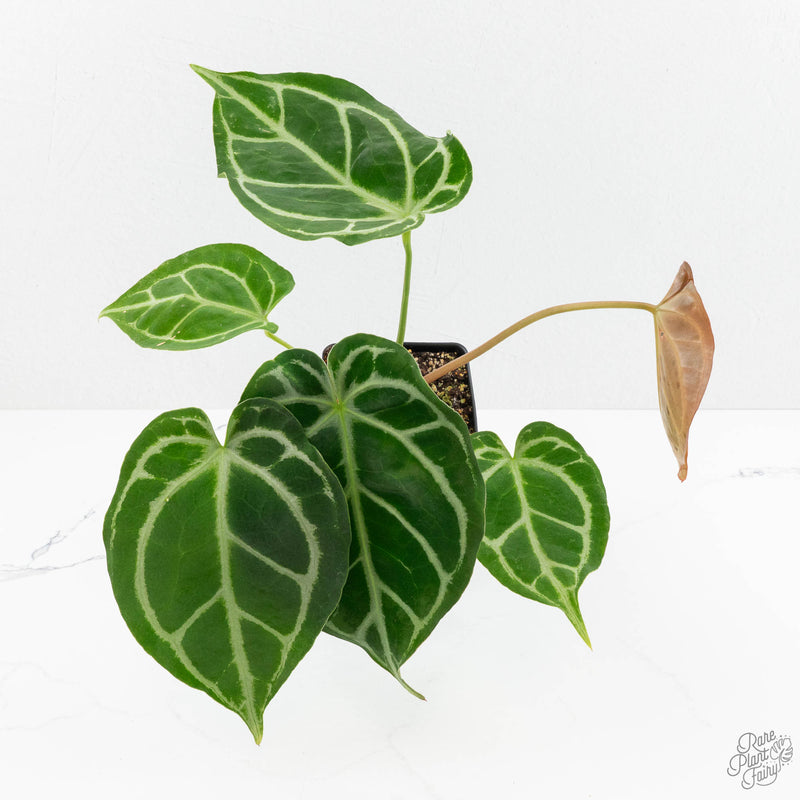 Anthurium Briëlle '16' x Black Widow '13' by DocBlock®  (wk16-Z)