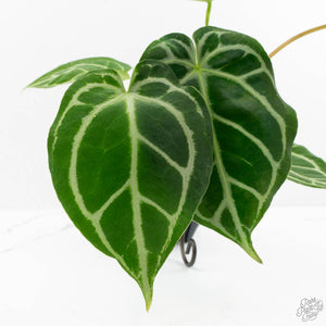 Anthurium Briëlle '16' x Black Widow '13' by DocBlock®  (wk16-Z)