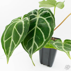 Anthurium Briëlle '16' x Black Widow '13' by DocBlock®  (wk16-Z)