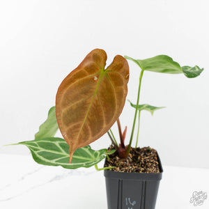 Anthurium Briëlle '16' x Black Widow '13' by DocBlock®  (wk16-Z)
