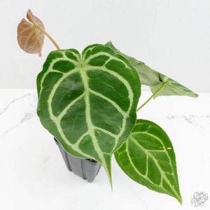 Anthurium Briëlle '16' x Black Widow '13' by DocBlock®  (wk16-Z)