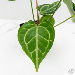 Anthurium Briëlle '16' x Black Widow '13' by DocBlock®  (wk16-Z)