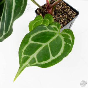 Anthurium Briëlle '16' x Black Widow '13' by DocBlock®  (wk16-Z)