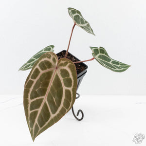 Anthurium Crystal Red '12' x Michelle '1' by DocBlock® (wk25-L)