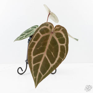 Anthurium Crystal Red '12' x Michelle '1' by DocBlock® (wk25-L)