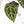 Anthurium Crystal Red '12' x Michelle '1' by DocBlock® (wk25-L)