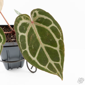 Anthurium Crystal Red '12' x Michelle '1' by DocBlock® (wk25-L)