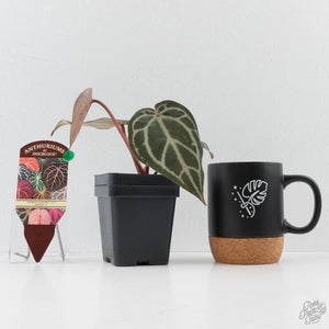 Anthurium Crystal Red '12' x Michelle '1' by DocBlock (wk40-L321)