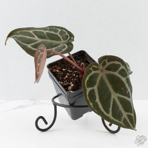Anthurium Crystal Red '12' x Michelle '1' by DocBlock (wk40-L321)
