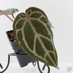 Anthurium Crystal Red '12' x Michelle '1' by DocBlock (wk40-L321)