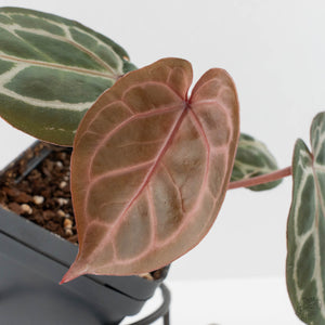 Anthurium Crystal Red '12' x Michelle '1' by DocBlock (wk40-L321)