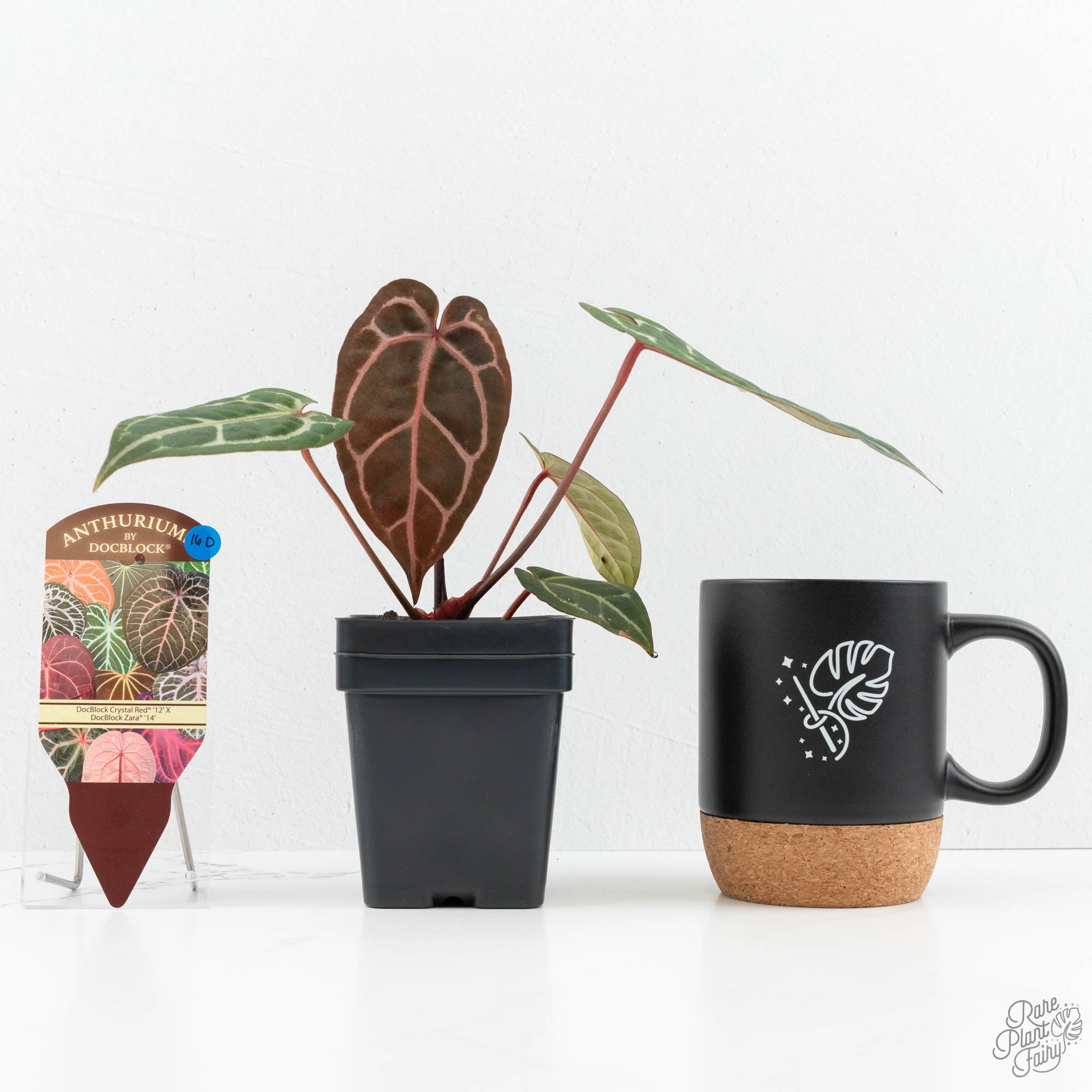 Anthurium Crystal Red '12' x Zara '14' by DocBlock® (wk16-D