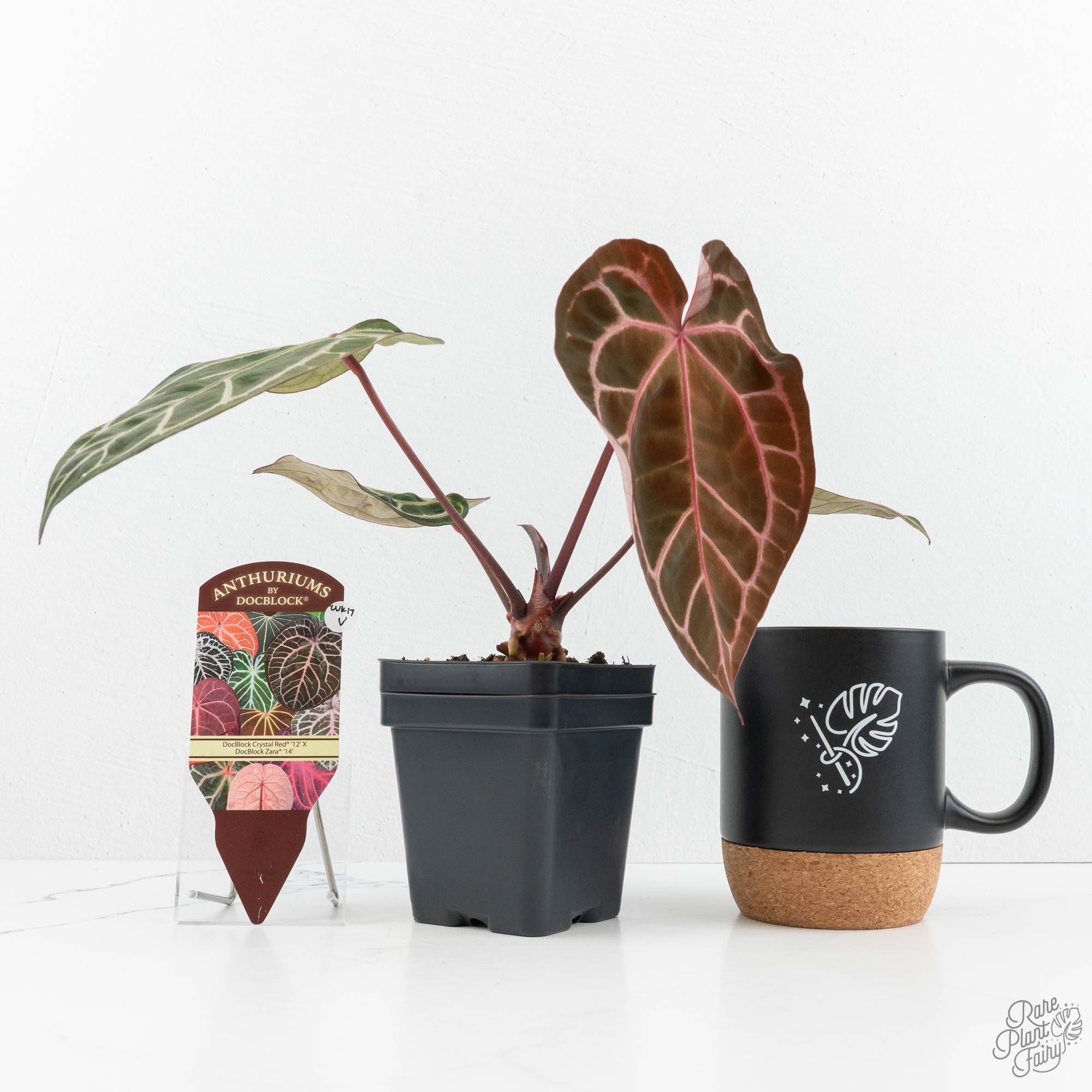 anthurium red dragon Anthurium Crystal Red '12' x Zara '14' by DocBlock (wk17-V)