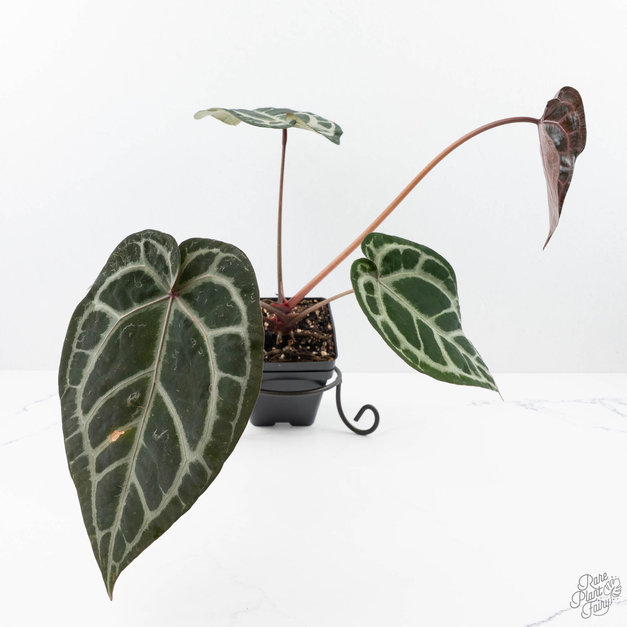 Anthurium Crystal Red '12' x Zara '14' by DocBlock® (wk21-K