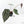Anthurium Crystal Red '12' x Zara '14' by DocBlock® (wk21-K)