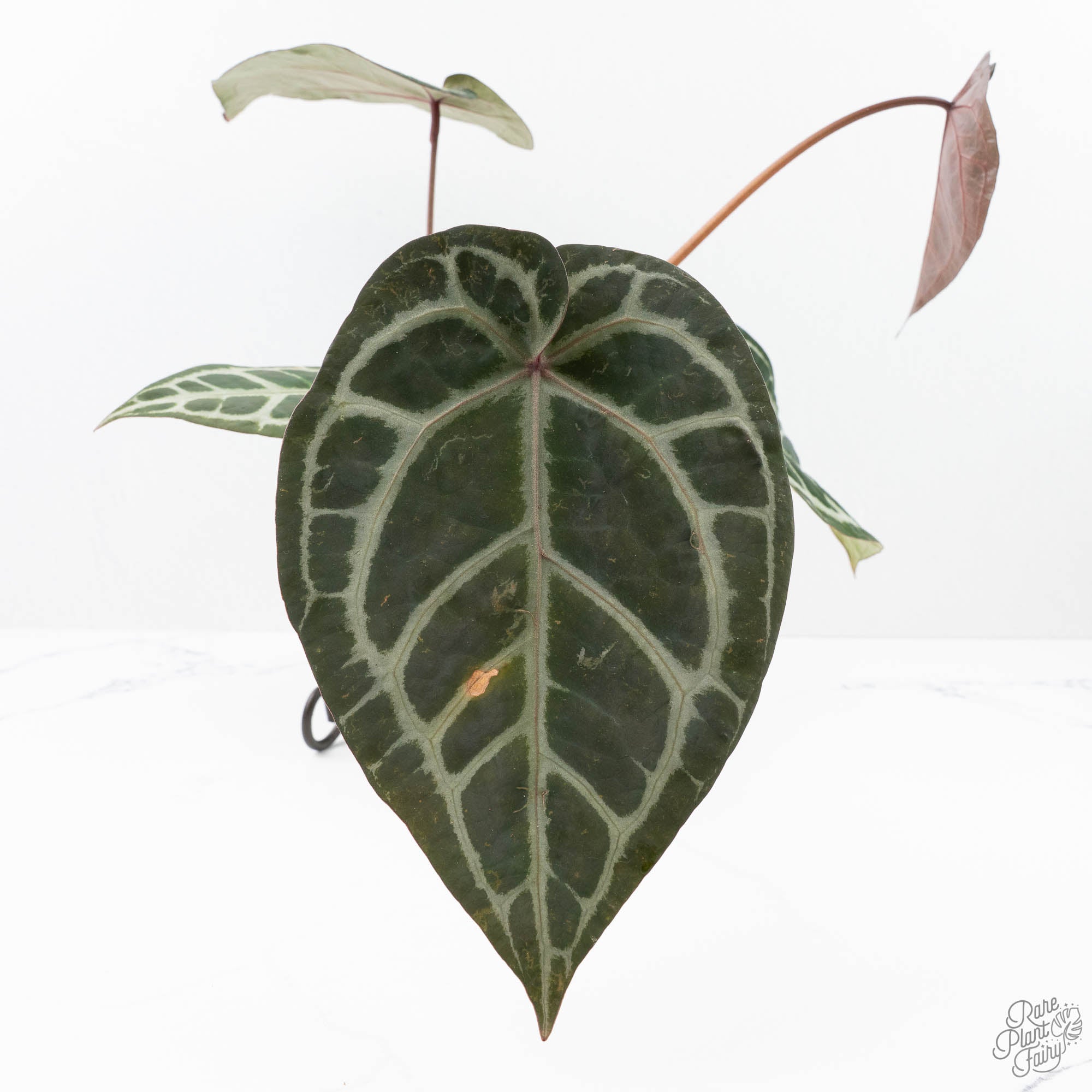 ドロマーアガサ Anthurium Crystal Red '12' x Zara '14' by DocBlock® (wk21-K