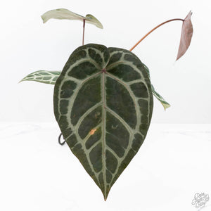 Anthurium Crystal Red '12' x Zara '14' by DocBlock® (wk21-K)
