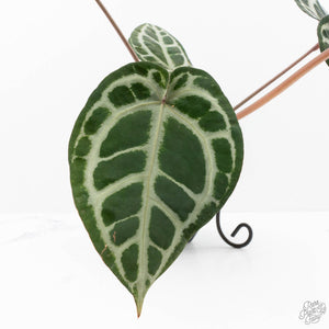 Anthurium Crystal Red '12' x Zara '14' by DocBlock® (wk21-K)
