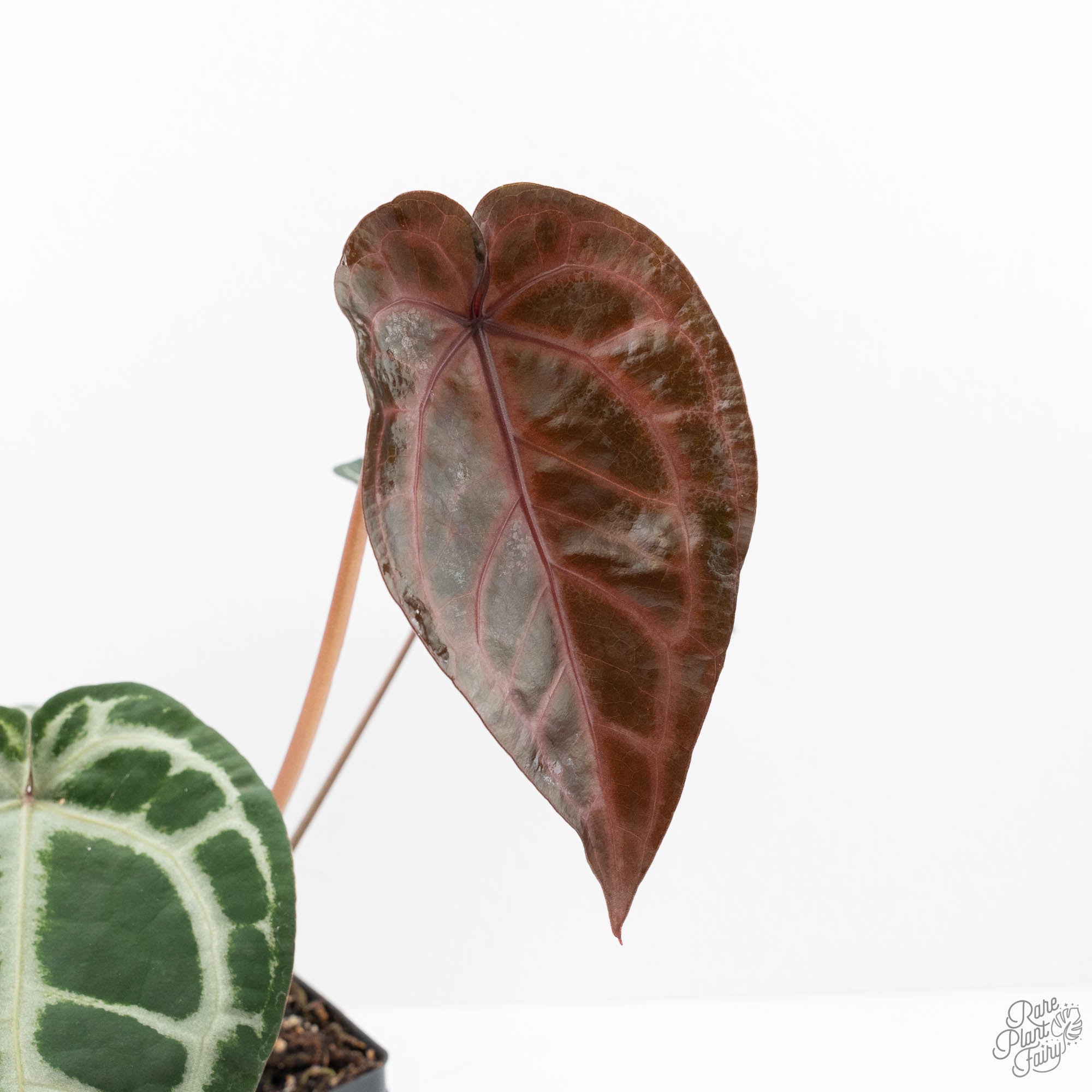 Anthurium Crystal Red '12' x Zara '14' by DocBlock® (wk21-K