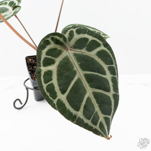Anthurium Crystal Red '12' x Zara '14' by DocBlock® (wk21-K)