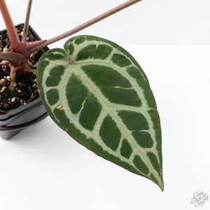 Anthurium Crystal Red '12' x Zara '14' by DocBlock® (wk21-K)