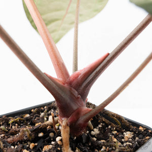 Anthurium Crystal Red '12' x Zara '14' by DocBlock® (wk21-K)