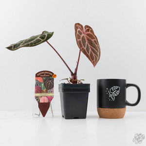 Anthurium Crystal Red '12' x Zara '14' by DocBlock® - With Offsets (wk28-K)