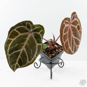 Anthurium Crystal Red '12' x Zara '14' by DocBlock® - With Offsets (wk28-K)