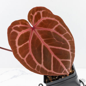 Anthurium Crystal Red '12' x Zara '14' by DocBlock® - With Offsets (wk28-K)