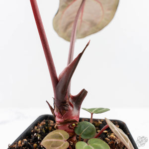 Anthurium Crystal Red '12' x Zara '14' by DocBlock® - With Offsets (wk28-K)