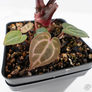Anthurium Crystal Red '12' x Zara '14' by DocBlock® - With Offsets (wk28-K)