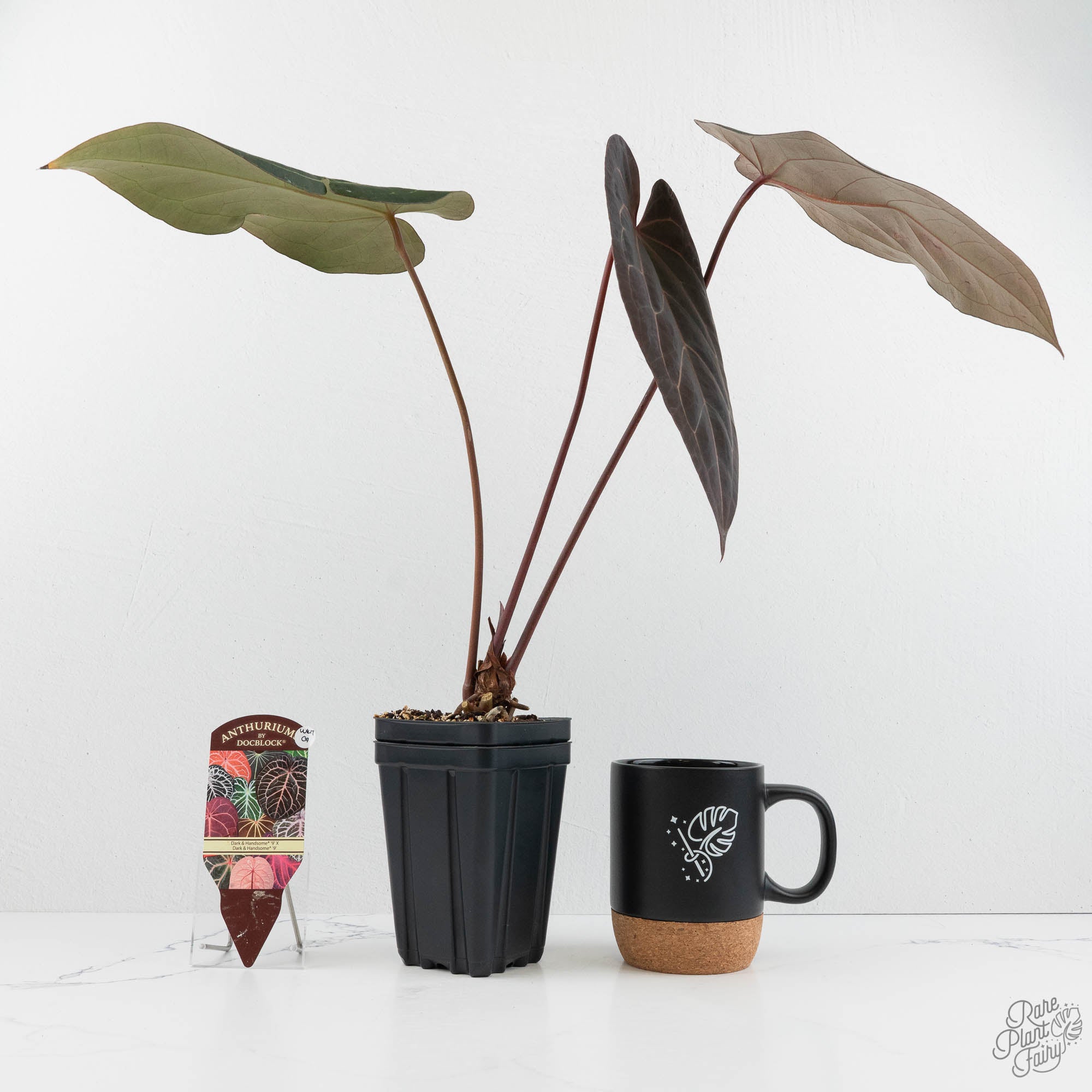 Anthurium Dark and Handsome '9' x Dark and Handsome '9' by