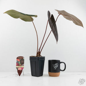 Anthurium Dark and Handsome '9' x Dark and Handsome '9' by DocBlock® (wk17-G)