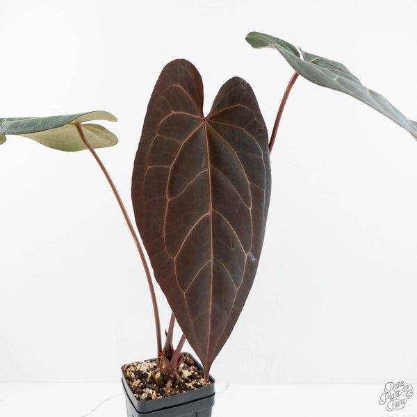 Anthurium Dark and Handsome '9' x Dark and Handsome '9' by