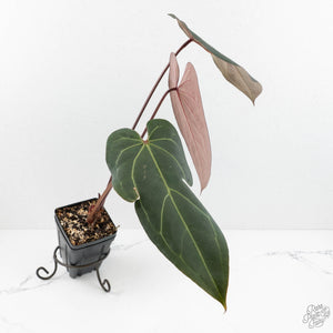 Anthurium Dark and Handsome '9' x Dark and Handsome '9' by DocBlock® (wk17-G)