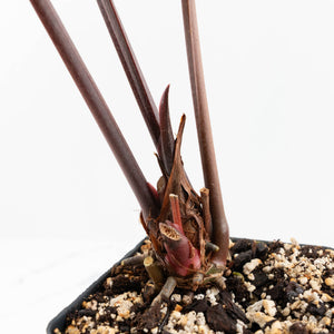 Anthurium Dark and Handsome '9' x Dark and Handsome '9' by DocBlock® (wk17-G)