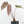 Anthurium Dark and Handsome '9' x Dark and Handsome '9' by DocBlock® (wk17-G)