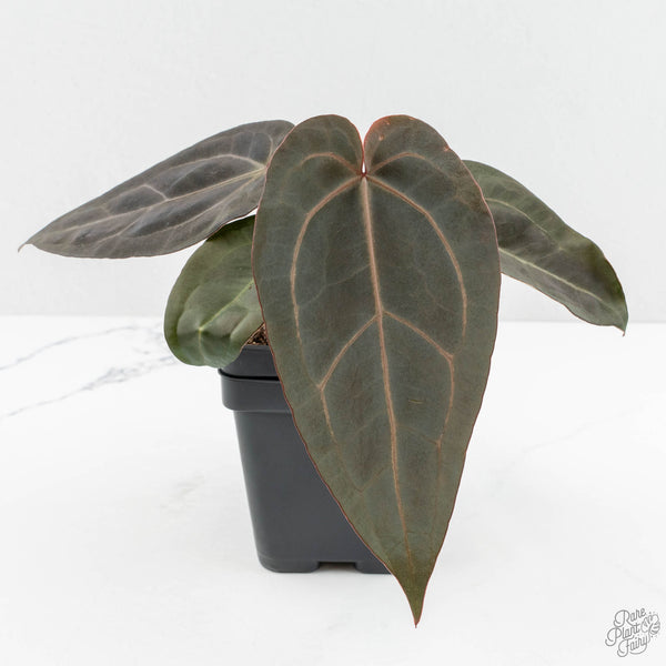 Anthurium Dark & Handsome '9' x Minerva '20' by DocBlock® (wk15-O